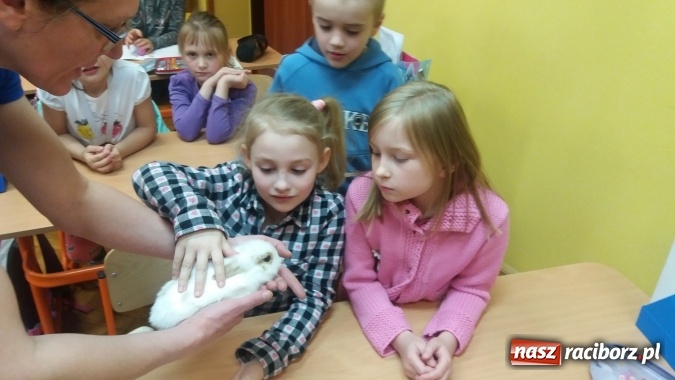 Zdjęcie w galerii na portalu naszraciborz.pl: Lekcja z gryzoniami w Szkole Podstawowej nr 13  wiadomości z regionu