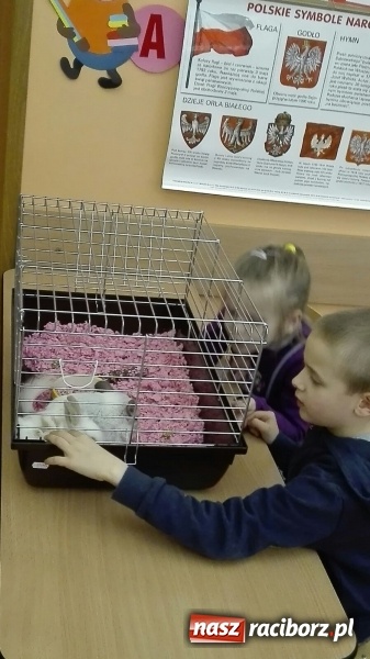 Zdjęcie w galerii na portalu naszraciborz.pl: Lekcja z gryzoniami w Szkole Podstawowej nr 13  wiadomości z regionu