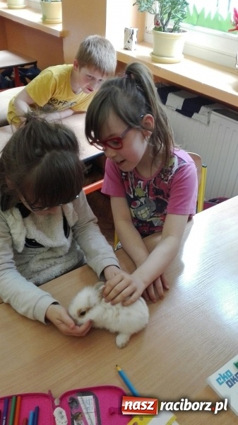Zdjęcie w galerii na portalu naszraciborz.pl: Lekcja z gryzoniami w Szkole Podstawowej nr 13  wiadomości z regionu