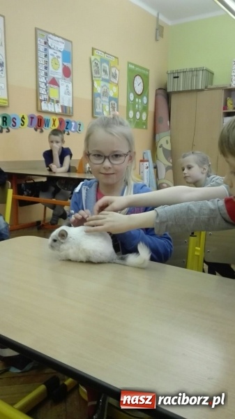 Zdjęcie w galerii na portalu naszraciborz.pl: Lekcja z gryzoniami w Szkole Podstawowej nr 13  wiadomości z regionu