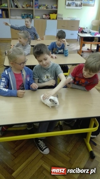Zdjęcie w galerii na portalu naszraciborz.pl: Lekcja z gryzoniami w Szkole Podstawowej nr 13  wiadomości z regionu