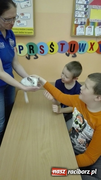 Zdjęcie w galerii na portalu naszraciborz.pl: Lekcja z gryzoniami w Szkole Podstawowej nr 13  wiadomości z regionu