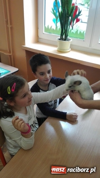 Zdjęcie w galerii na portalu naszraciborz.pl: Lekcja z gryzoniami w Szkole Podstawowej nr 13  wiadomości z regionu
