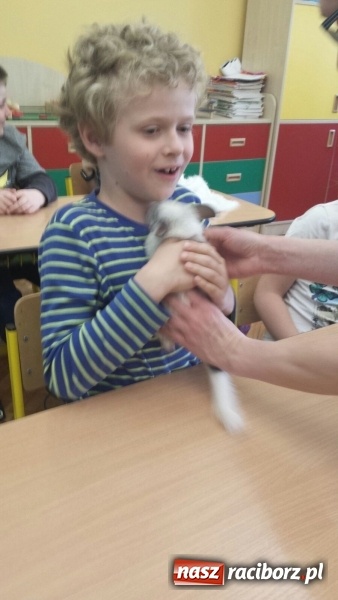 Zdjęcie w galerii na portalu naszraciborz.pl: Lekcja z gryzoniami w Szkole Podstawowej nr 13  wiadomości z regionu