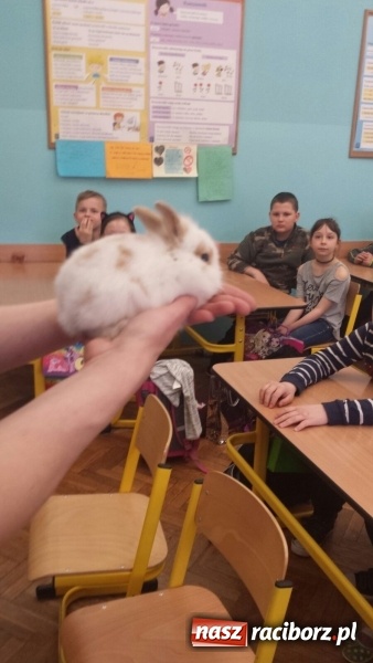 Zdjęcie w galerii na portalu naszraciborz.pl: Lekcja z gryzoniami w Szkole Podstawowej nr 13  wiadomości z regionu