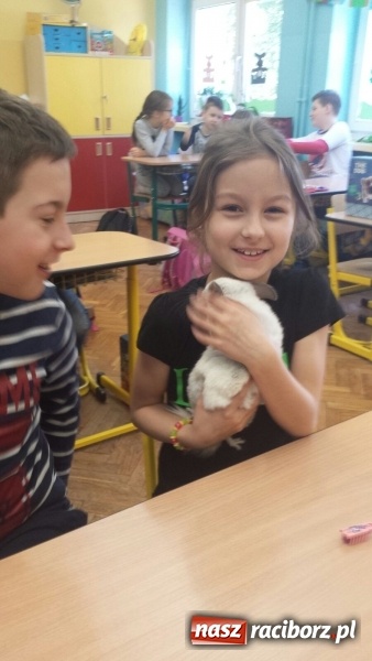Zdjęcie w galerii na portalu naszraciborz.pl: Lekcja z gryzoniami w Szkole Podstawowej nr 13  wiadomości z regionu