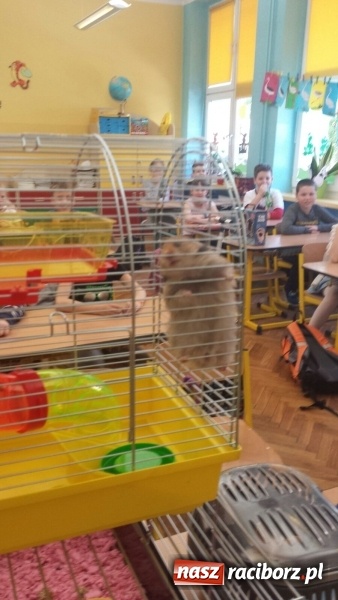 Zdjęcie w galerii na portalu naszraciborz.pl: Lekcja z gryzoniami w Szkole Podstawowej nr 13  wiadomości z regionu