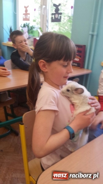 Zdjęcie w galerii na portalu naszraciborz.pl: Lekcja z gryzoniami w Szkole Podstawowej nr 13  wiadomości z regionu