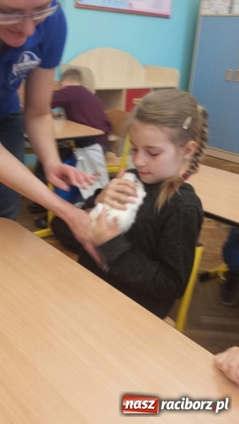 Zdjęcie w galerii na portalu naszraciborz.pl: Lekcja z gryzoniami w Szkole Podstawowej nr 13  wiadomości z regionu