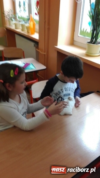 Zdjęcie w galerii na portalu naszraciborz.pl: Lekcja z gryzoniami w Szkole Podstawowej nr 13  wiadomości z regionu