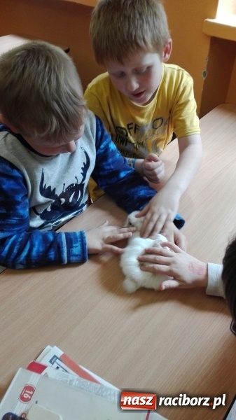 Zdjęcie w galerii na portalu naszraciborz.pl: Lekcja z gryzoniami w Szkole Podstawowej nr 13  wiadomości z regionu