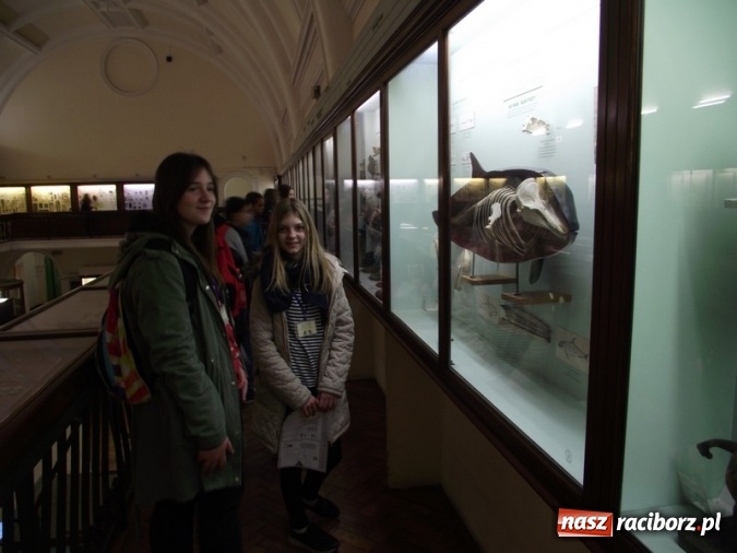 Zdjęcie w galerii na portalu naszraciborz.pl: Uczniowie Szkoły Podstawowej nr 4 odkrywali Londyn  wiadomości z regionu