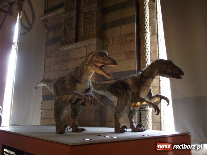 Zdjęcie w galerii na portalu naszraciborz.pl: Uczniowie Szkoły Podstawowej nr 4 odkrywali Londyn  wiadomości z regionu