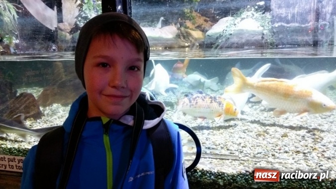 Zdjęcie w galerii na portalu naszraciborz.pl: Uczniowie Szkoły Podstawowej nr 4 odkrywali Londyn  wiadomości z regionu