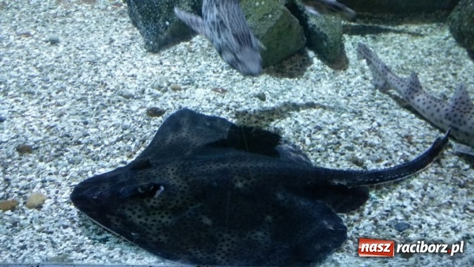 Zdjęcie w galerii na portalu naszraciborz.pl: Uczniowie Szkoły Podstawowej nr 4 odkrywali Londyn  wiadomości z regionu