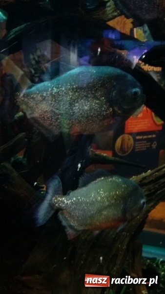 Zdjęcie w galerii na portalu naszraciborz.pl: Uczniowie Szkoły Podstawowej nr 4 odkrywali Londyn  wiadomości z regionu