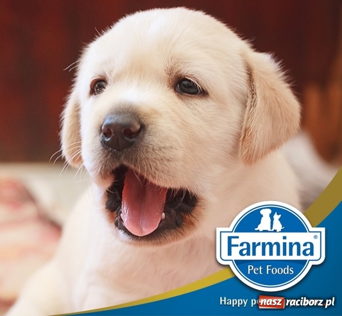 Zdjęcie w galerii na portalu naszraciborz.pl: Czym skorupka za młodu nasiąknie... czyli żywienie szczenięcia inwestycją w zdrowie dorosłego psa wiadomości z regionu