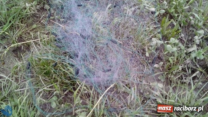 Zdjęcie w galerii na portalu naszraciborz.pl: Strażnicy Społecznej Straży Rybackiej zabezpieczyli sieci kłusownicze wiadomości z regionu