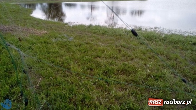 Zdjęcie w galerii na portalu naszraciborz.pl: Strażnicy Społecznej Straży Rybackiej zabezpieczyli sieci kłusownicze wiadomości z regionu