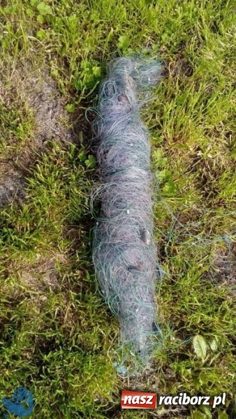 Zdjęcie w galerii na portalu naszraciborz.pl: Strażnicy Społecznej Straży Rybackiej zabezpieczyli sieci kłusownicze wiadomości z regionu