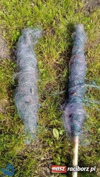 Zdjęcie w galerii na portalu naszraciborz.pl: Strażnicy Społecznej Straży Rybackiej zabezpieczyli sieci kłusownicze wiadomości z regionu