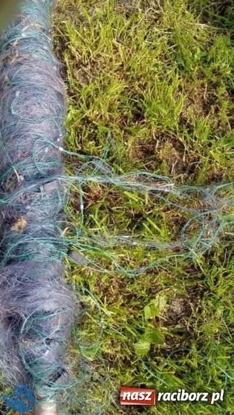 Zdjęcie w galerii na portalu naszraciborz.pl: Strażnicy Społecznej Straży Rybackiej zabezpieczyli sieci kłusownicze wiadomości z regionu