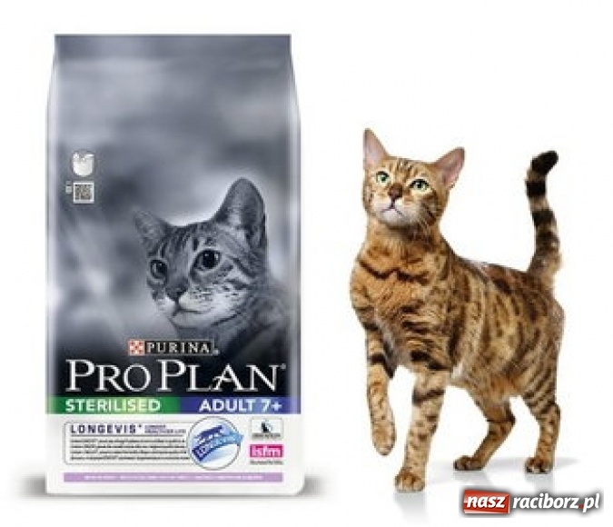 Zdjęcie w galerii na portalu naszraciborz.pl: Jak zadbać o Twojego sterylizowanego kota? wiadomości z regionu