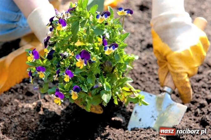 Zdjęcie w galerii na portalu naszraciborz.pl: Zbierz sąsiadów i zmień swoje osiedle w zielony zakątek. Rusza kolejna edycja konkursu Zielona Ławeczka  wiadomości z regionu