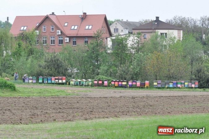 Zdjęcie w galerii na portalu naszraciborz.pl: Kornowac - gmina z widokami. Najlepiej podziwiać ją na rowerze wiadomości z regionu