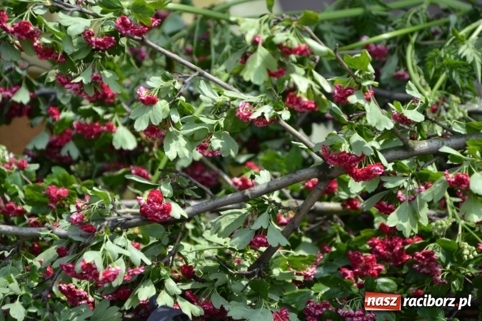 Zdjęcie w galerii na portalu naszraciborz.pl: Hiszpańska muzyka, przepiękne stroje i dekoracje, czyli Poemat dla Hiszpanii na Zamku Piastowskim  wiadomości z regionu