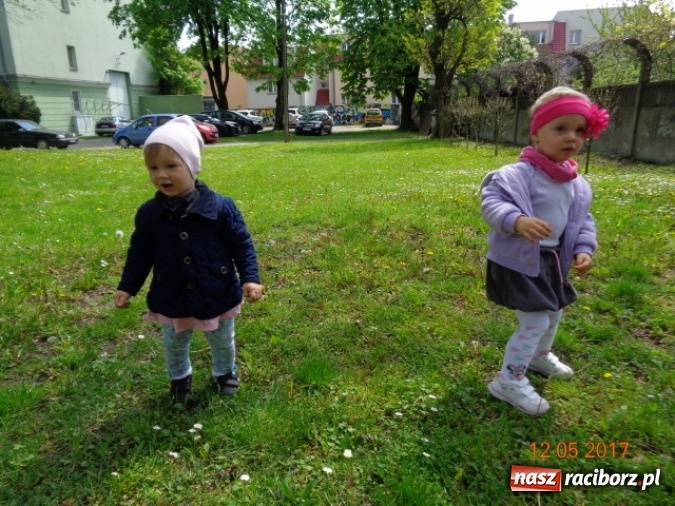 Zdjęcie w galerii na portalu naszraciborz.pl: Baw się z nami, Fikusiami  wiadomości z regionu