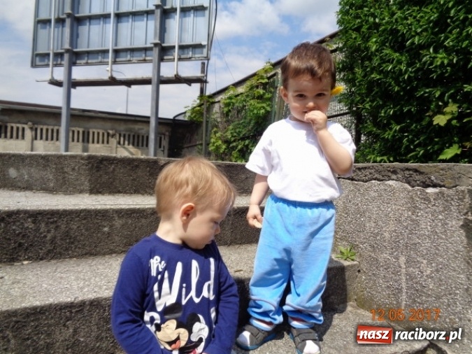 Zdjęcie w galerii na portalu naszraciborz.pl: Baw się z nami, Fikusiami  wiadomości z regionu