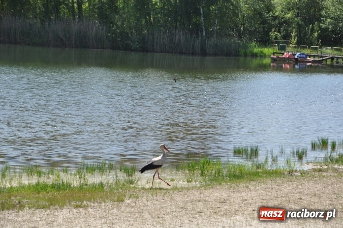 Zdjęcie w galerii na portalu naszraciborz.pl: Kąpielisko w Kuźni Raciborskiej do wynajęcia wiadomości z regionu