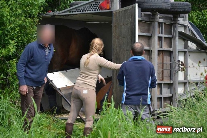 Zdjęcie w galerii na portalu naszraciborz.pl: Przyczepa z końmi wywróciła się na poboczu przy DW 919 Racibórz - Rudy- Gliwice FOTO wiadomości z regionu