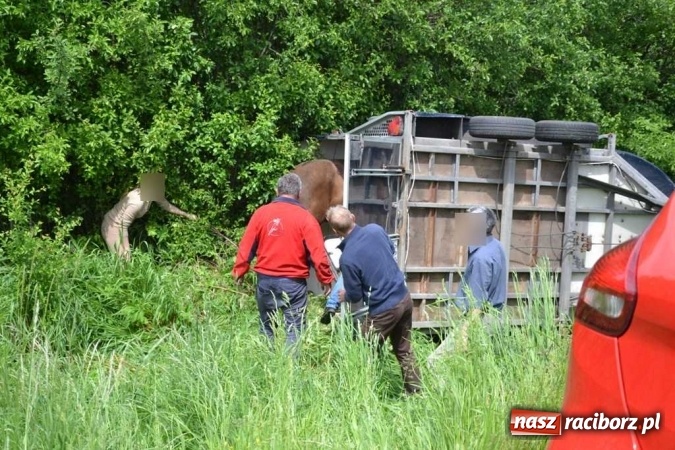 Zdjęcie w galerii na portalu naszraciborz.pl: Przyczepa z końmi wywróciła się na poboczu przy DW 919 Racibórz - Rudy- Gliwice FOTO wiadomości z regionu