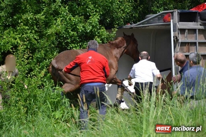 Zdjęcie w galerii na portalu naszraciborz.pl: Przyczepa z końmi wywróciła się na poboczu przy DW 919 Racibórz - Rudy- Gliwice FOTO wiadomości z regionu