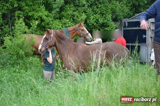 Zdjęcie w galerii na portalu naszraciborz.pl: Przyczepa z końmi wywróciła się na poboczu przy DW 919 Racibórz - Rudy- Gliwice FOTO wiadomości z regionu