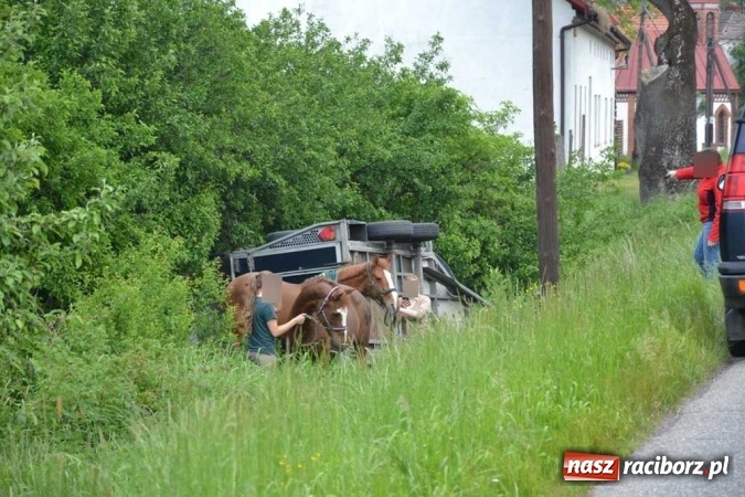 Zdjęcie w galerii na portalu naszraciborz.pl: Przyczepa z końmi wywróciła się na poboczu przy DW 919 Racibórz - Rudy- Gliwice FOTO wiadomości z regionu