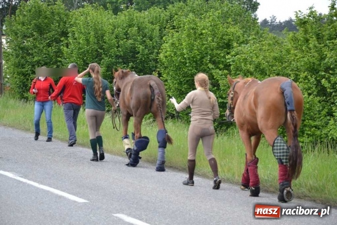 Zdjęcie w galerii na portalu naszraciborz.pl: Przyczepa z końmi wywróciła się na poboczu przy DW 919 Racibórz - Rudy- Gliwice FOTO wiadomości z regionu