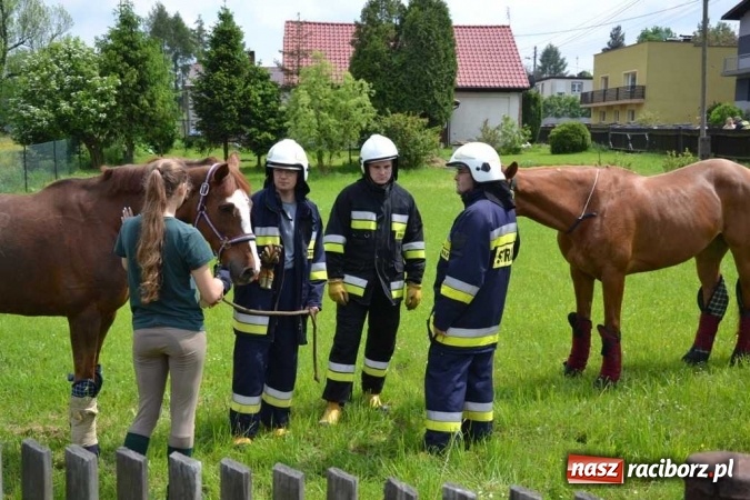 Zdjęcie w galerii na portalu naszraciborz.pl: Przyczepa z końmi wywróciła się na poboczu przy DW 919 Racibórz - Rudy- Gliwice FOTO wiadomości z regionu