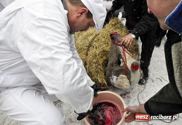 Zdjęcie w galerii na portalu naszraciborz.pl: TANZBÄR, czyli ostatki w Samborowicach wiadomości z regionu