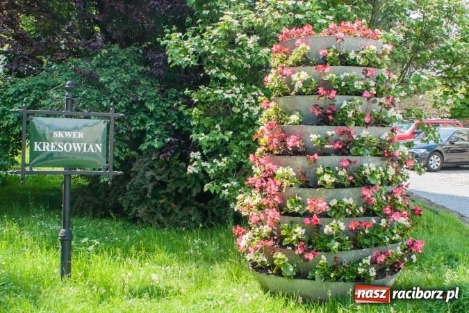 Zdjęcie w galerii na portalu naszraciborz.pl: Zieleń miejska pięknie przystroiła miasto na 800-lecie wiadomości z regionu