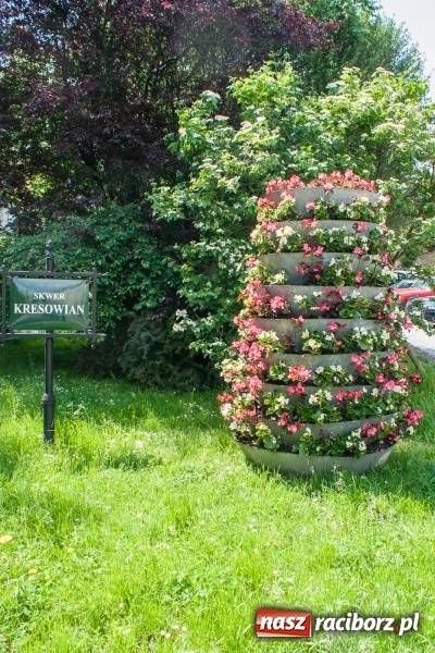 Zdjęcie w galerii na portalu naszraciborz.pl: Zieleń miejska pięknie przystroiła miasto na 800-lecie wiadomości z regionu