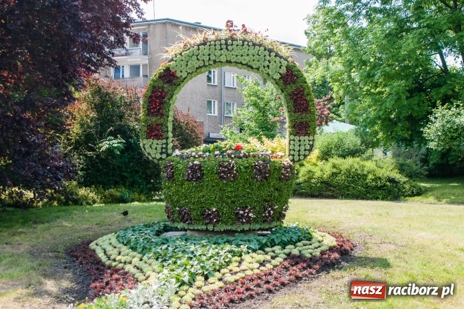 Zdjęcie w galerii na portalu naszraciborz.pl: Zieleń miejska pięknie przystroiła miasto na 800-lecie wiadomości z regionu