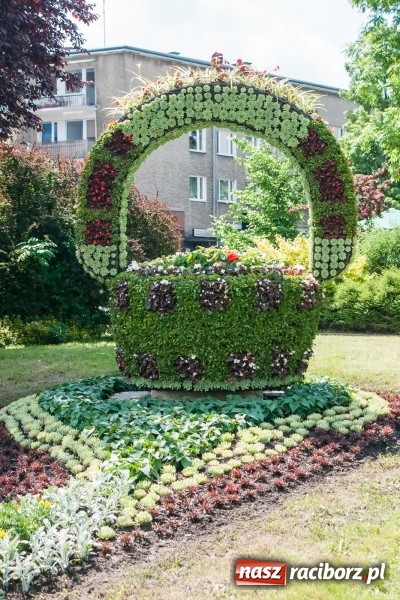 Zdjęcie w galerii na portalu naszraciborz.pl: Zieleń miejska pięknie przystroiła miasto na 800-lecie wiadomości z regionu