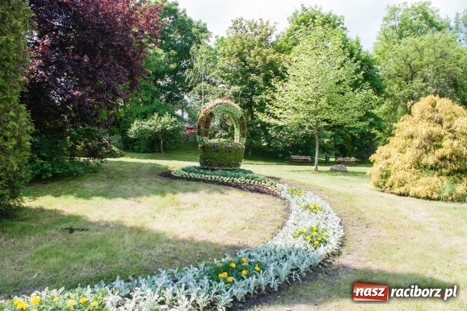 Zdjęcie w galerii na portalu naszraciborz.pl: Zieleń miejska pięknie przystroiła miasto na 800-lecie wiadomości z regionu