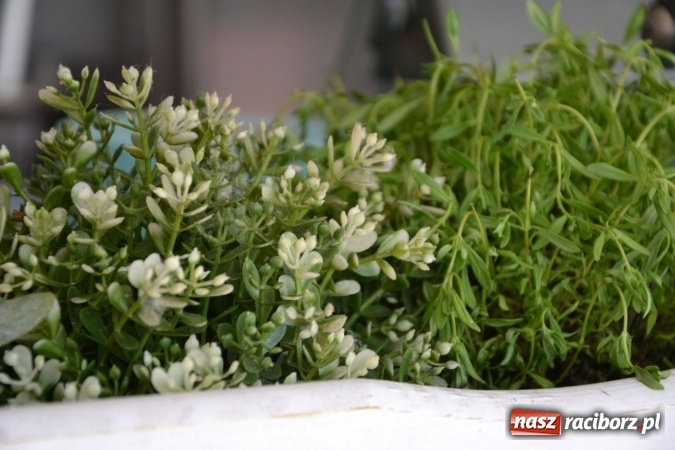 Zdjęcie w galerii na portalu naszraciborz.pl: Kolejny zlot food trucków na raciborskim zamku wiadomości z regionu