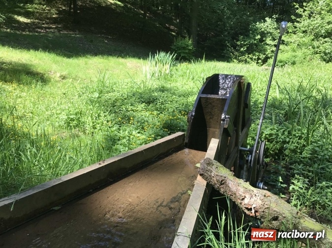 Zdjęcie w galerii na portalu naszraciborz.pl: W lesie Obora wszystko pięknie kwitnie wiadomości z regionu