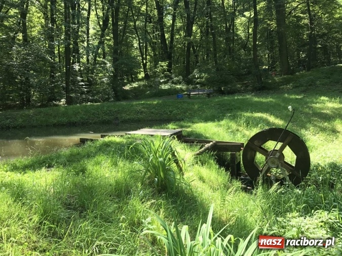 Zdjęcie w galerii na portalu naszraciborz.pl: W lesie Obora wszystko pięknie kwitnie wiadomości z regionu
