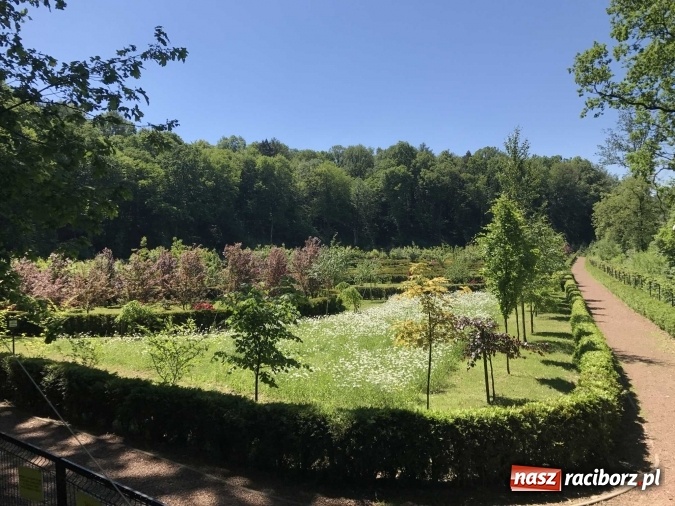 Zdjęcie w galerii na portalu naszraciborz.pl: W lesie Obora wszystko pięknie kwitnie wiadomości z regionu